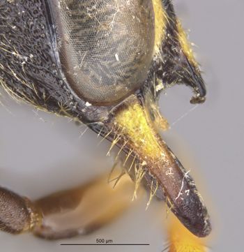 Media type: image;   Entomology 13770 Aspect: clypeus lateral